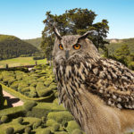 Une journée dédiée aux oiseaux - Jardins de Marqueyssac en Dordogne